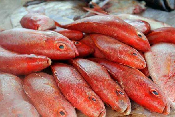 Red Snapper