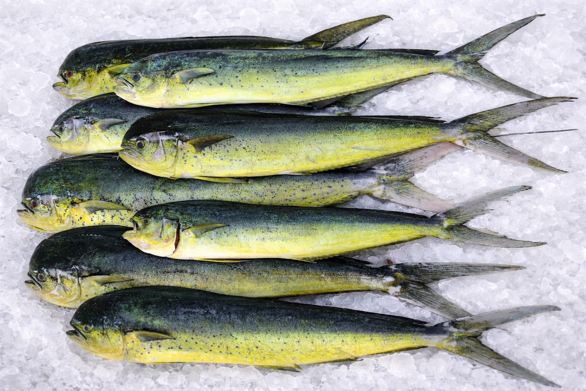 Whole Mahi