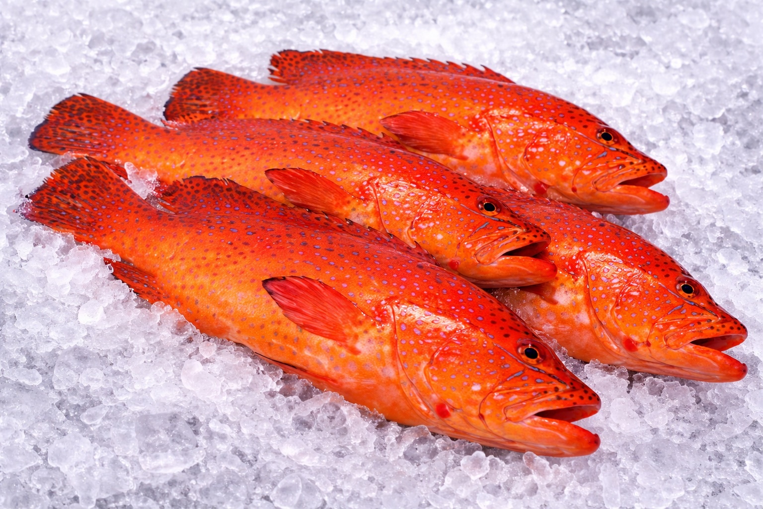 Strawberry Grouper