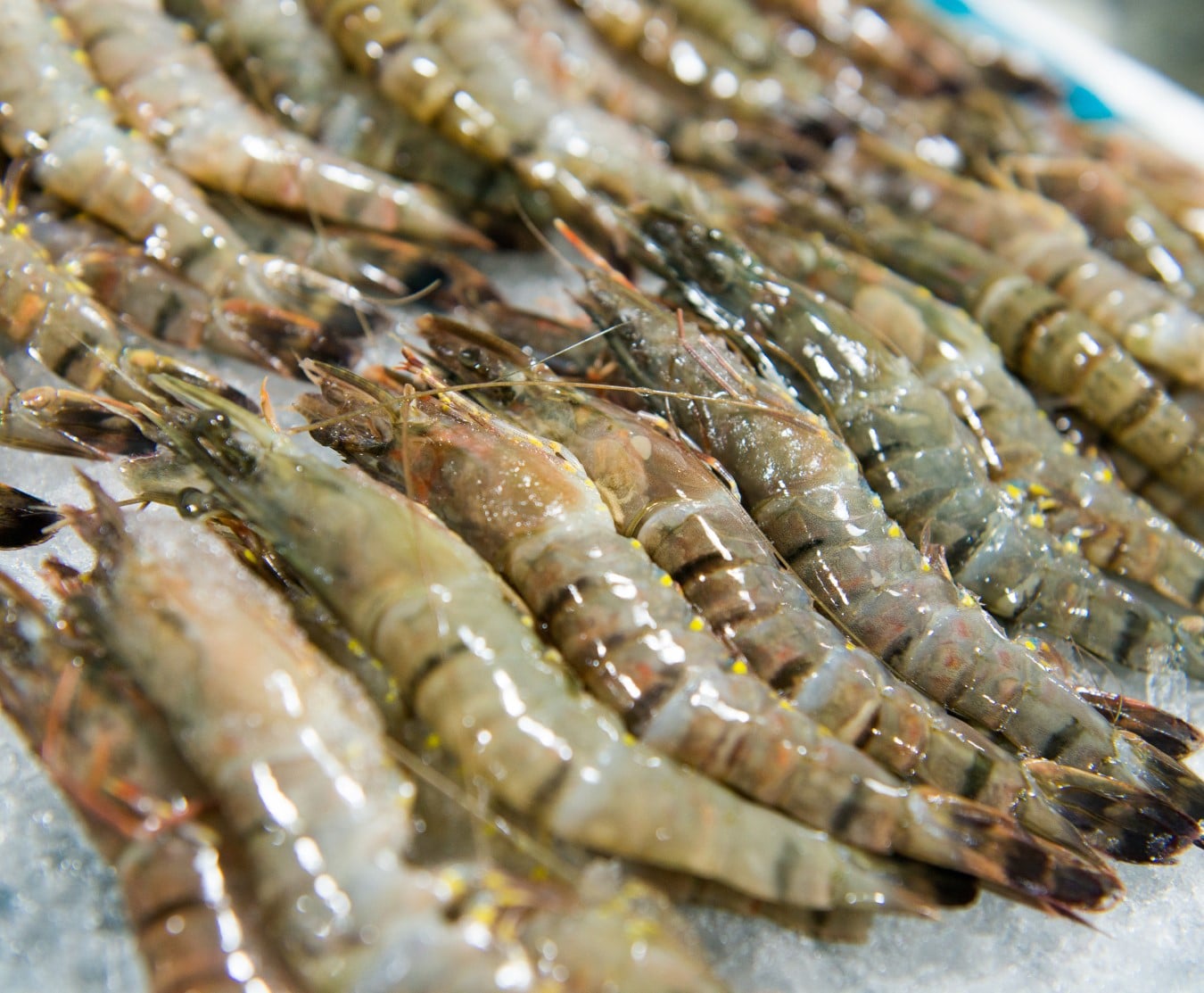Prawns Medium