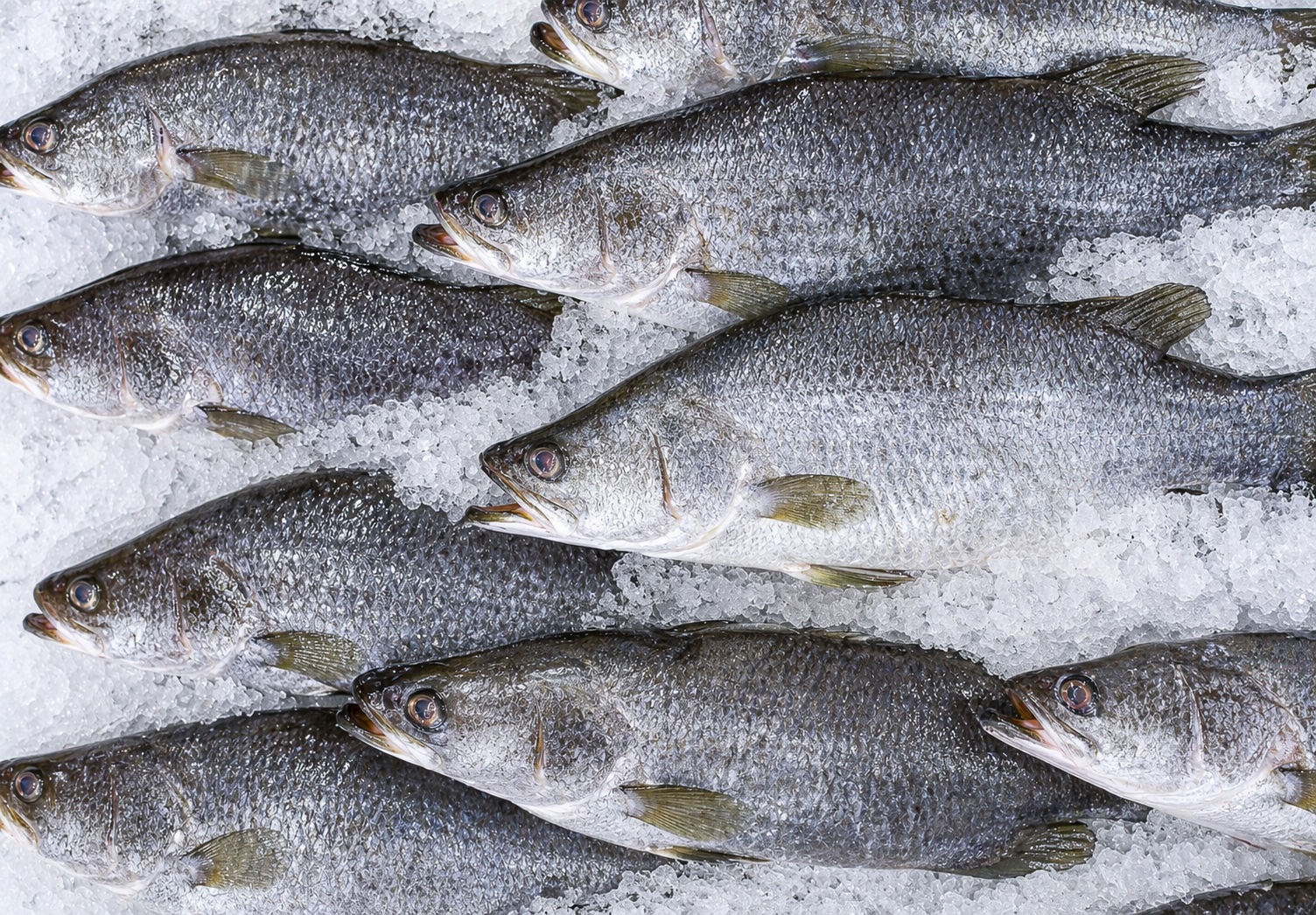Barramundi (Seabass)